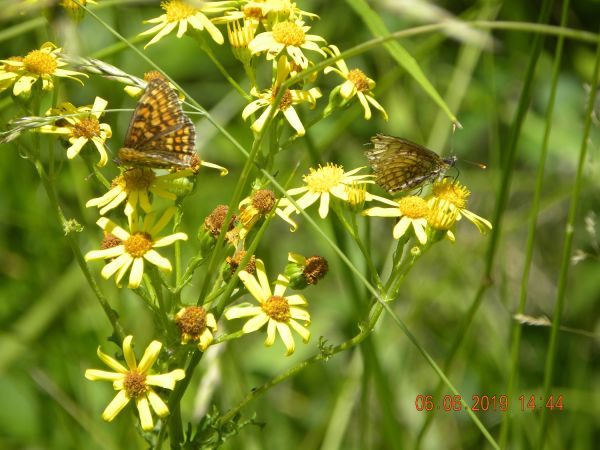 Melitaea indéterminé  - Françoise Rauzieres (TGB-SSNTG)