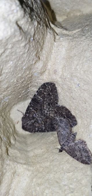 Apamea maillardi  - Melchior Viallet