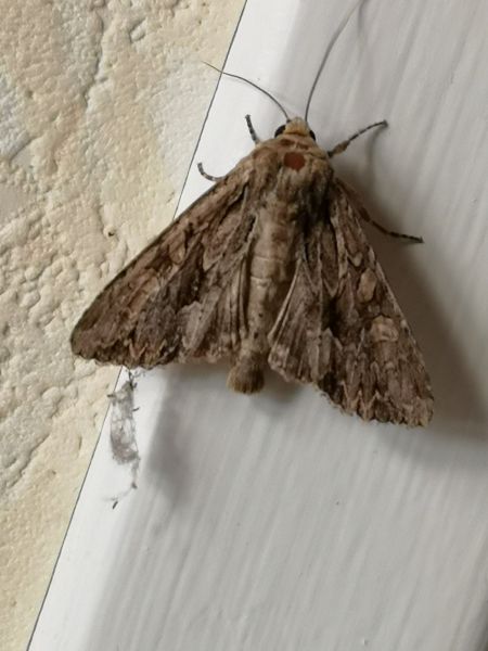 Apamea monoglypha  - Françoise Rauzieres (TGB-SSNTG)