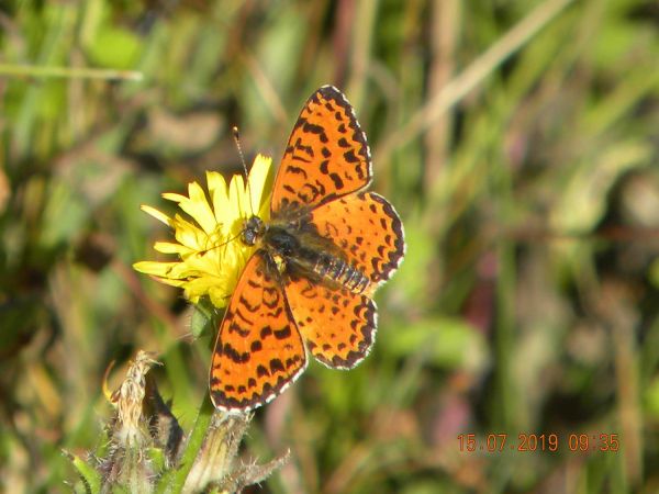 Melitaea indéterminé  - Françoise Rauzieres (TGB-SSNTG)