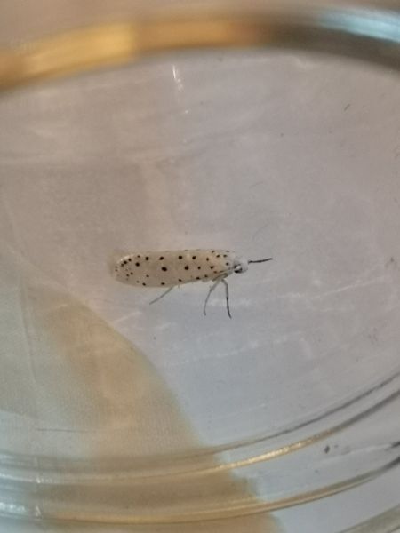 Yponomeuta sp.  - Françoise Rauzieres (TGB-SSNTG)