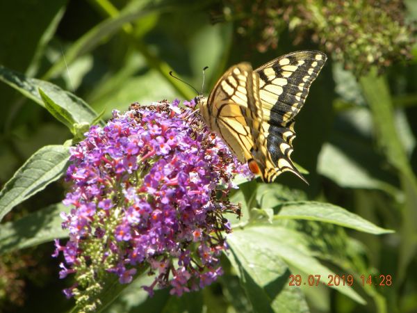 Machaon  - Françoise Rauzieres (TGB-SSNTG)