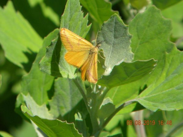 Lythria purpuraria  - Françoise Rauzieres (TGB-SSNTG)