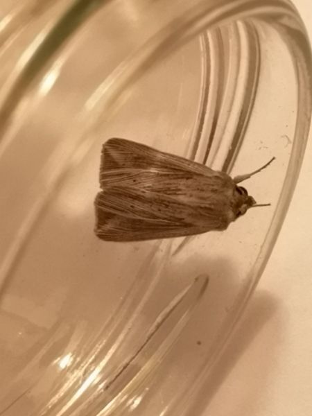 Anapoma riparia  - Françoise Rauzieres (TGB-SSNTG)