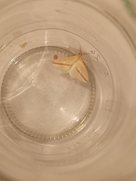 Rhodometra sacraria  - Françoise Rauzieres (TGB-SSNTG)