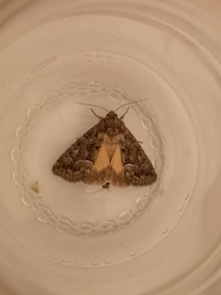 Noctuelle cythérée  - Françoise Rauzieres (TGB-SSNTG)