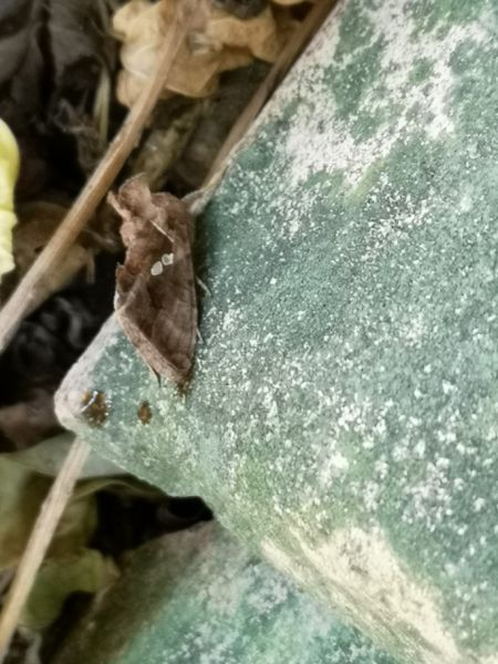 Chrysodeixis chalcites  - Françoise Rauzieres (TGB-SSNTG)