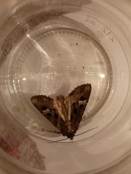 Trigonophora flammea  - Françoise Rauzieres (TGB-SSNTG)