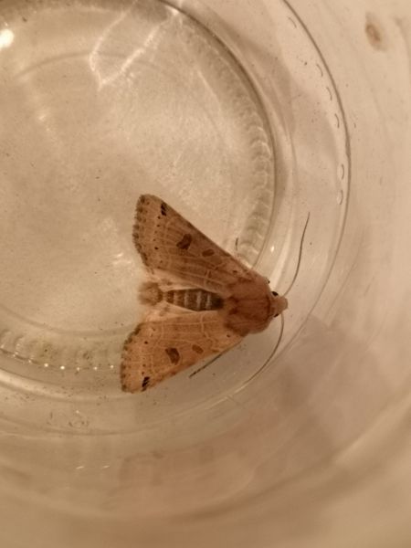Agrochola lunosa  - Françoise Rauzieres (TGB-SSNTG)