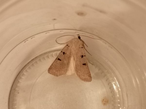 Eugnorisma glareosa  - Françoise Rauzieres (TGB-SSNTG)