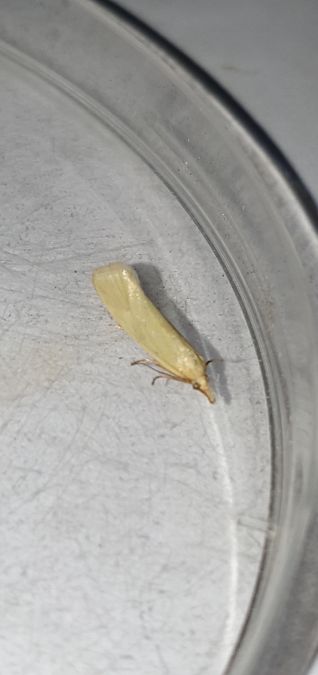 Phtheochroa frigidana  - Melchior Viallet