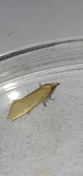 Phtheochroa frigidana  - Melchior Viallet