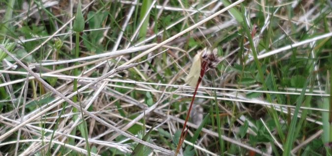 Phtheochroa frigidana  - Melchior Viallet