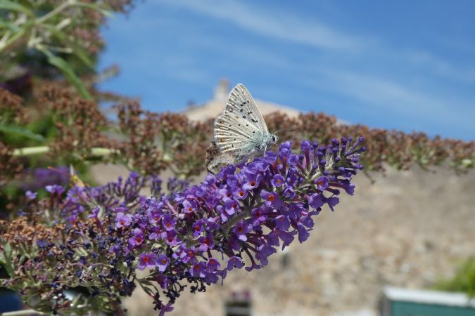Lycaena indéterminé  - Françoise Rauzieres (TGB-SSNTG)