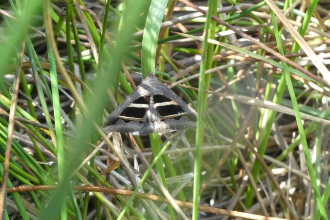 Grammodes bifasciata  - Françoise Rauzieres (TGB-SSNTG)