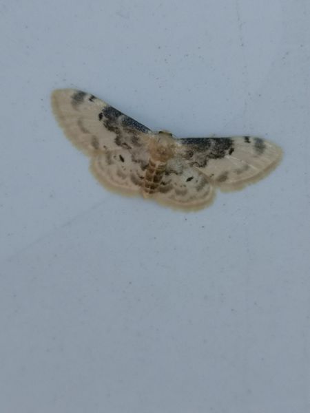 Idaea filicata  - Françoise Rauzieres (TGB-SSNTG)