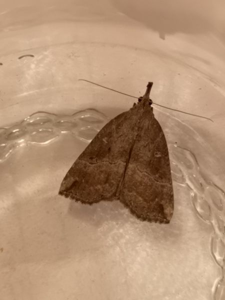 Hypena rostralis  - Françoise Rauzieres (TGB-SSNTG)