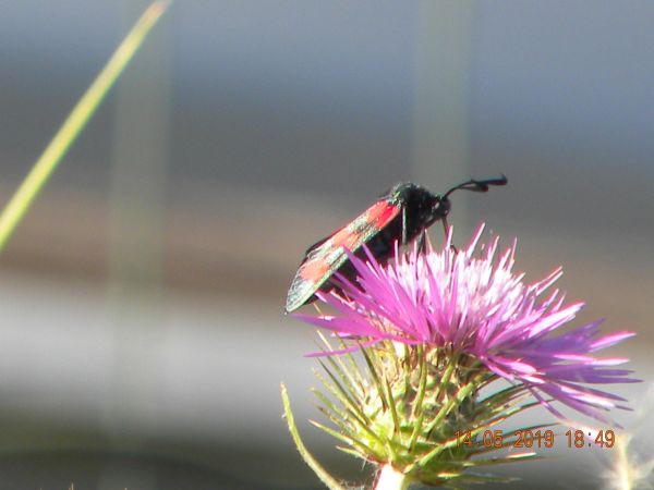 Zygaena indéterminé  - Françoise Rauzieres (TGB-SSNTG)