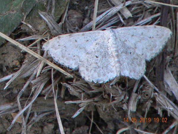 Scopula marginepunctata  - Françoise Rauzieres (TGB-SSNTG)