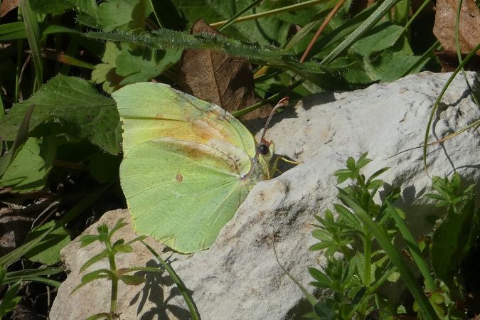 Citron de Provence  - Françoise Rauzieres (TGB-SSNTG)