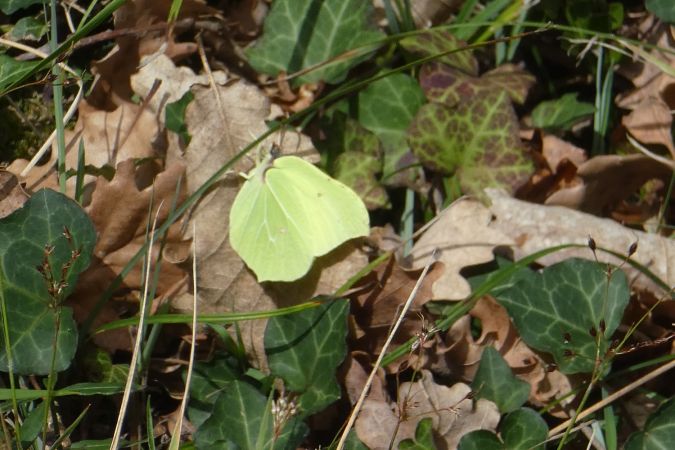 Citron  - Françoise Rauzieres (TGB-SSNTG)