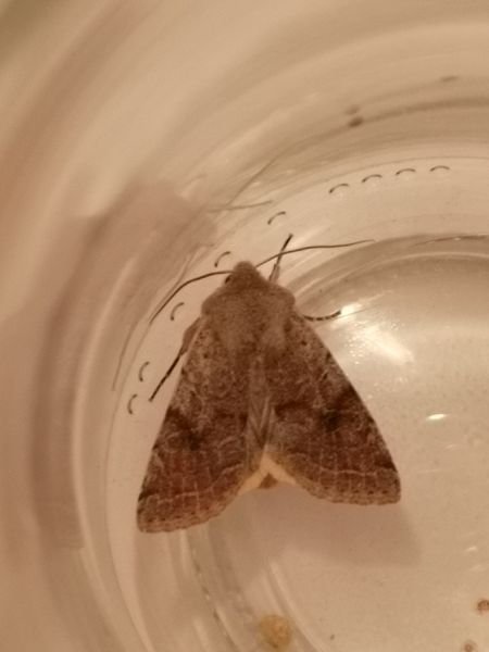 Orthosia incerta  - Françoise Rauzieres (TGB-SSNTG)
