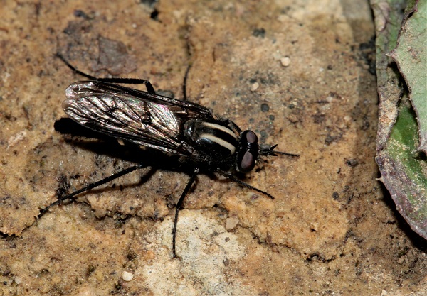 Therevidae sp.  - Guy Bourderionnet