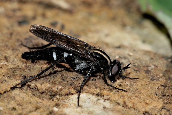 Therevidae sp.  - Guy Bourderionnet