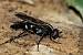 Therevidae sp.  - Guy Bourderionnet