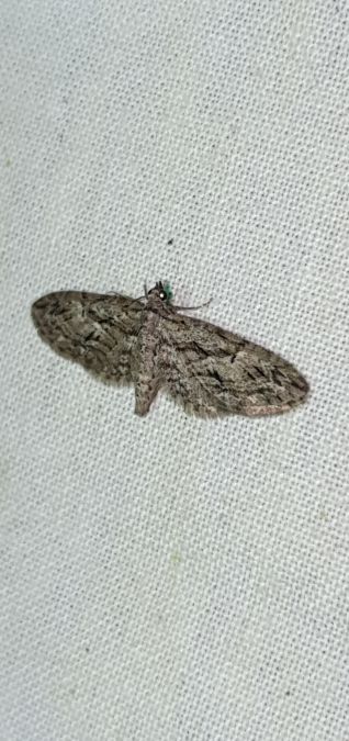 Eupithecia oxycedrata  - Melchior Viallet