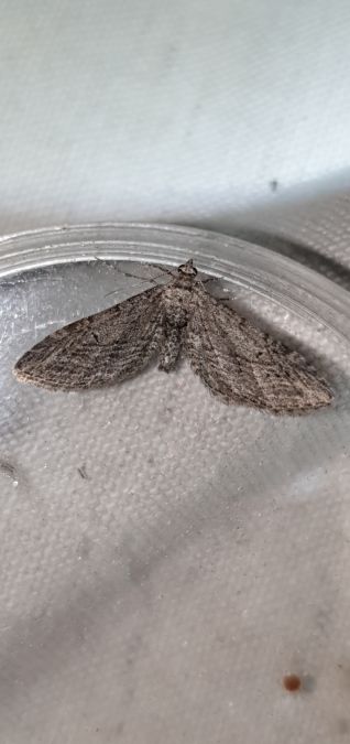 Eupithecia unedonata  - Melchior Viallet