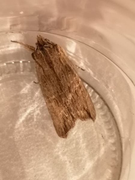 Lithophane semibrunnea  - Françoise Rauzieres (TGB-SSNTG)