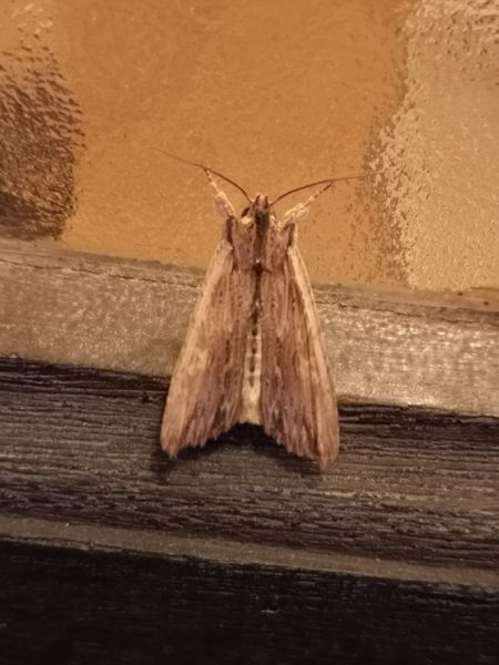 Lithophane semibrunnea  - Françoise Rauzieres (TGB-SSNTG)