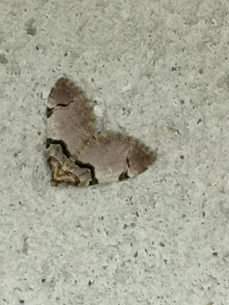 Anticlea derivata  - Françoise Rauzieres (TGB-SSNTG)