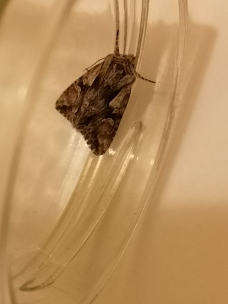 Actinotia hyperici  - Françoise Rauzieres (TGB-SSNTG)