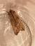 Lithophane semibrunnea  - Françoise Rauzieres (TGB-SSNTG)