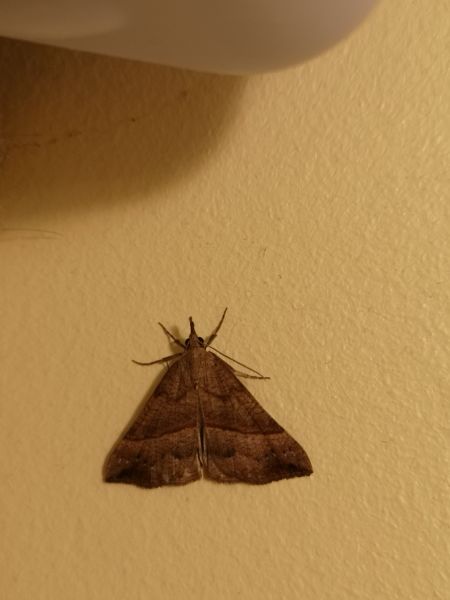 Hypena proboscidalis  - Françoise Rauzieres (TGB-SSNTG)