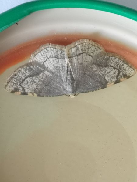 Stegania trimaculata  - Françoise Rauzieres (TGB-SSNTG)