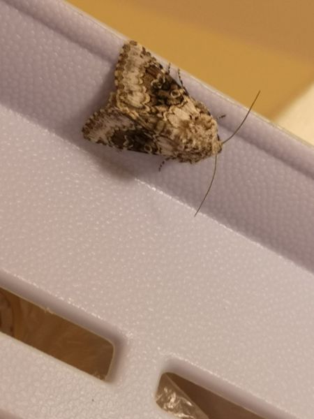Hecatera bicolorata  - Françoise Rauzieres (TGB-SSNTG)