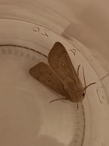 Mythimna sicula  - Françoise Rauzieres (TGB-SSNTG)