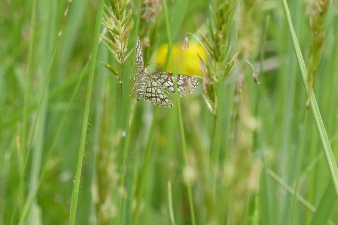 Réseau, Géomètre à barreaux  - Françoise Rauzieres (TGB-SSNTG)