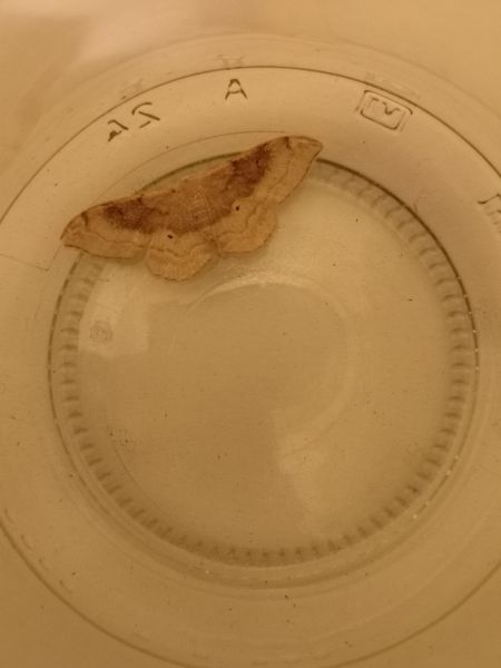 Idaea degeneraria  - Françoise Rauzieres (TGB-SSNTG)