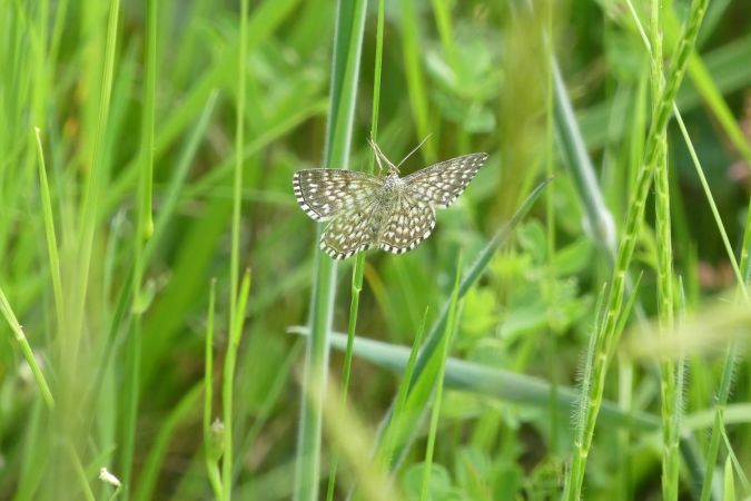 Scopula tessellaria  - Françoise Rauzieres (TGB-SSNTG)