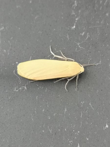 Eilema sp.  - Françoise Rauzieres (TGB-SSNTG)