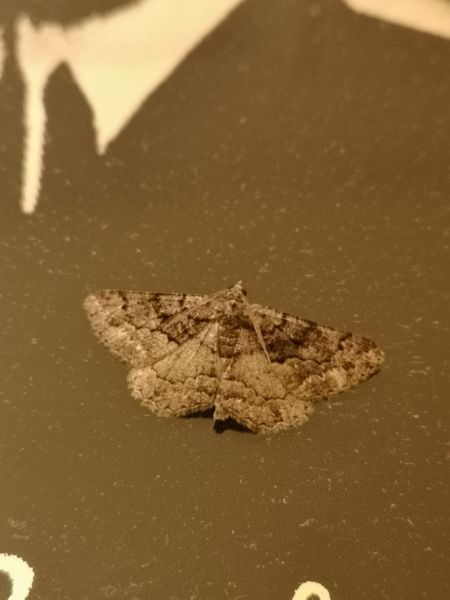 Peribatodes ilicaria  - Françoise Rauzieres (TGB-SSNTG)