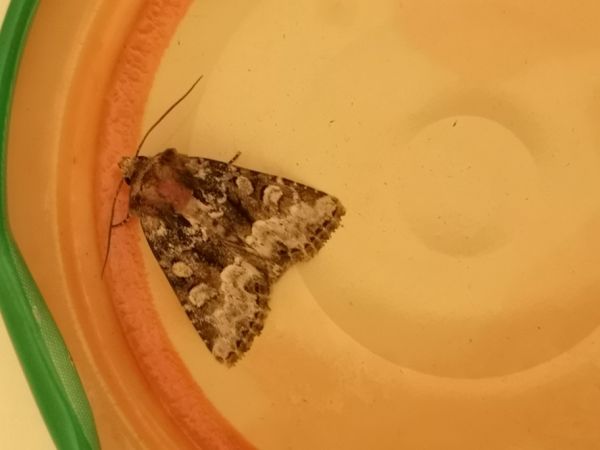Oligia sp.  - Françoise Rauzieres (TGB-SSNTG)