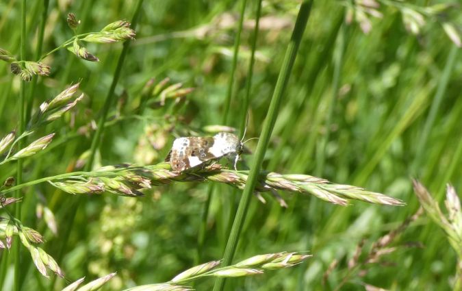 Collier blanc  - Françoise Rauzieres (TGB-SSNTG)