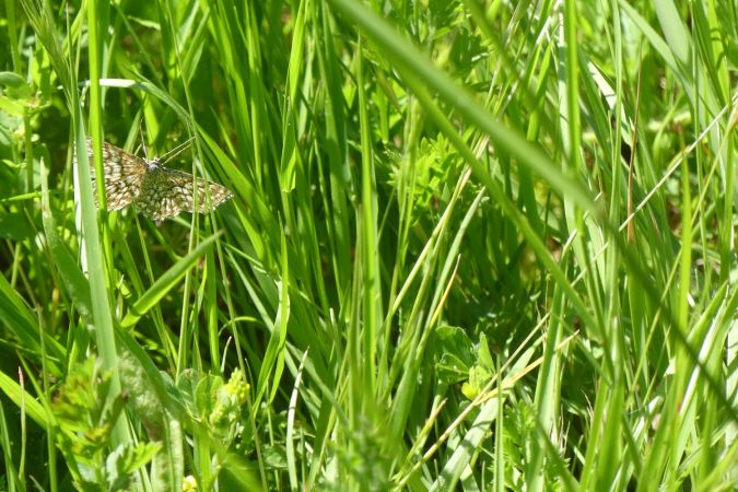 Scopula tessellaria  - Françoise Rauzieres (TGB-SSNTG)