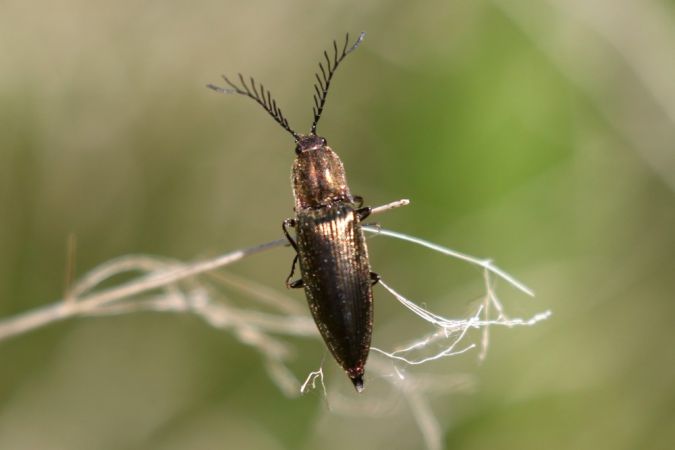Ctenicera pectinicornis  - Thomas Lux