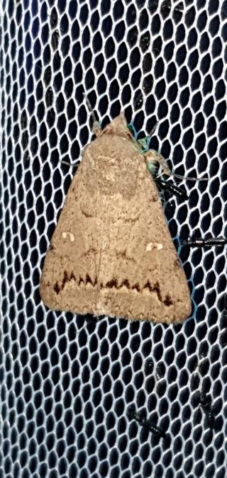 Clytie illunaris  - Melchior Viallet